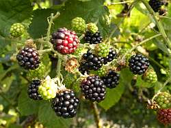 Brombeeren